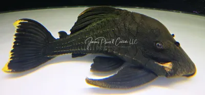 L191 Dull Eyed Royal Pleco - (Panaque sp.)