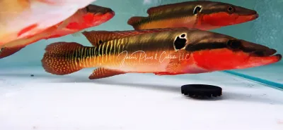 Zebra Pike Cichlid - (Crenicichla zebrina)