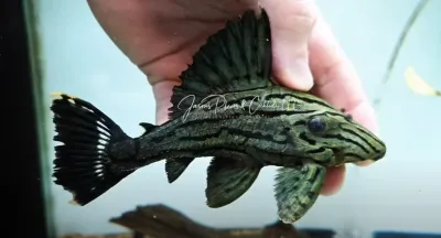 L191 Dull Eyed Royal Pleco - (Panaque sp.)