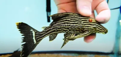 L190 Royal Pleco - (Panaque nigrolineatus)