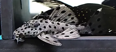 L264 Sultan Pleco - (Leporacanthicus joselimai)
