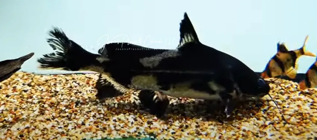 Harlequin Lancer Catfish - (Bagroides melapterus)