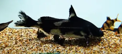 Harlequin Lancer Catfish - (Bagroides melapterus)
