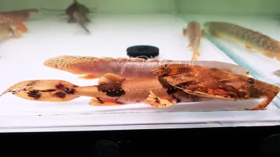 Yarrelli Goonch Catfish - (Bagarius Yarrelli)