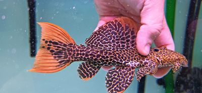 L114 Leopard Cactus Pleco - (Pseudacanthicus cf. leopardus)
