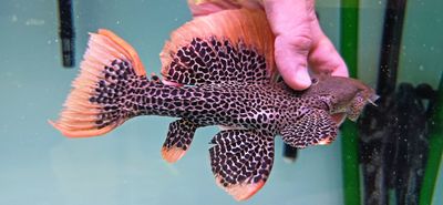 L600 Leopard Cactus Pleco - (Pseudacanthicus leopardus)