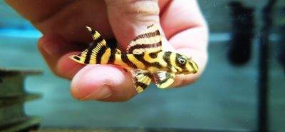 Pleco Ceramics L333 Gold Grade A King Tiger - (Hypancistrus Seideli)