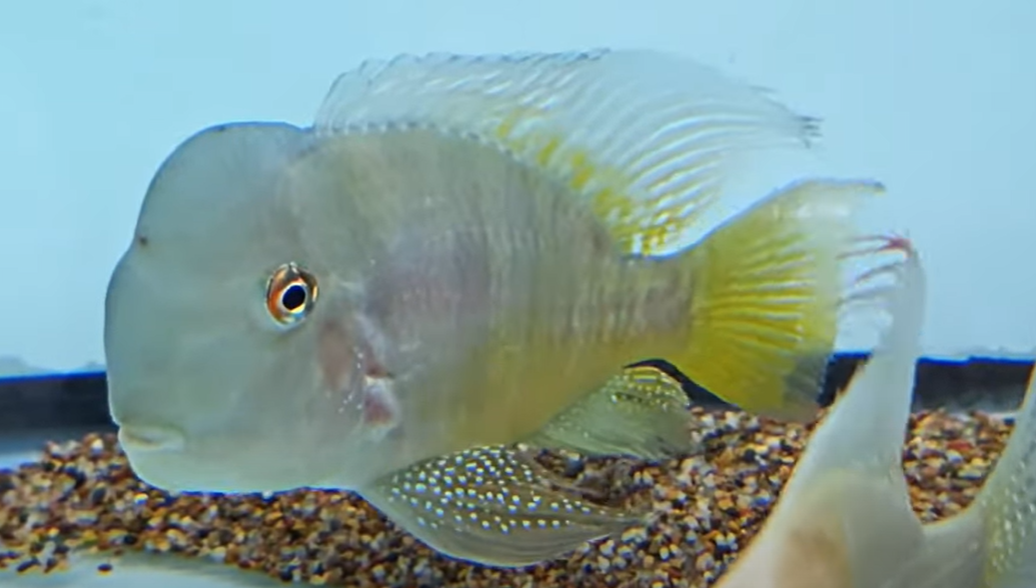 Gymnogeophagus balzanii - (Paraguay Eartheater)