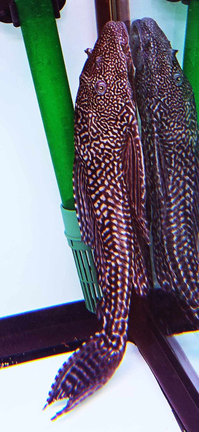 L021 Common Pleco - (Pterygoplichthys pardalis)