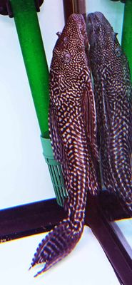 L021 Common Pleco - (Pterygoplichthys pardalis)