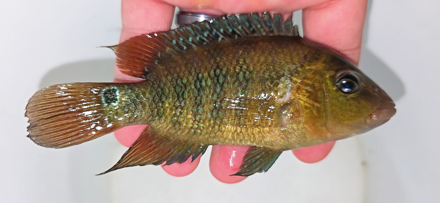 Red Terror Cichlid/Festae Cichlid - (Mesoheros festae)