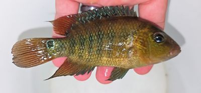 Red Terror Cichlid/Festae Cichlid - (Mesoheros festae)