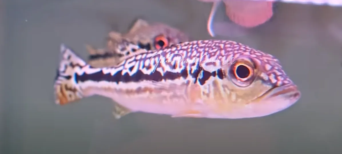 Cobra Snakeskin Peacock Bass - (Hybrid Peacock Bass)