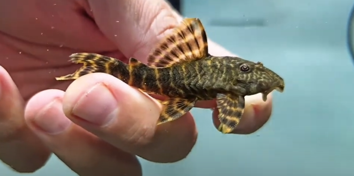 L104 Clown Pleco - (Panaqolus maccus)