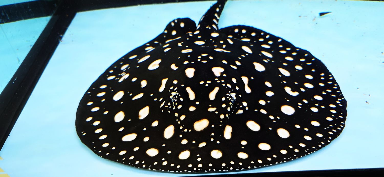 Black Diamond Stingray - (Potamotrygon leopoldi)