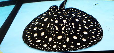 Black Diamond Stingray - (Potamotrygon leopoldi)