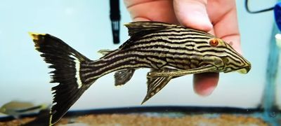 L027 Xingu Royal Pleco - (Panaque cf. armbrusteri xingu)