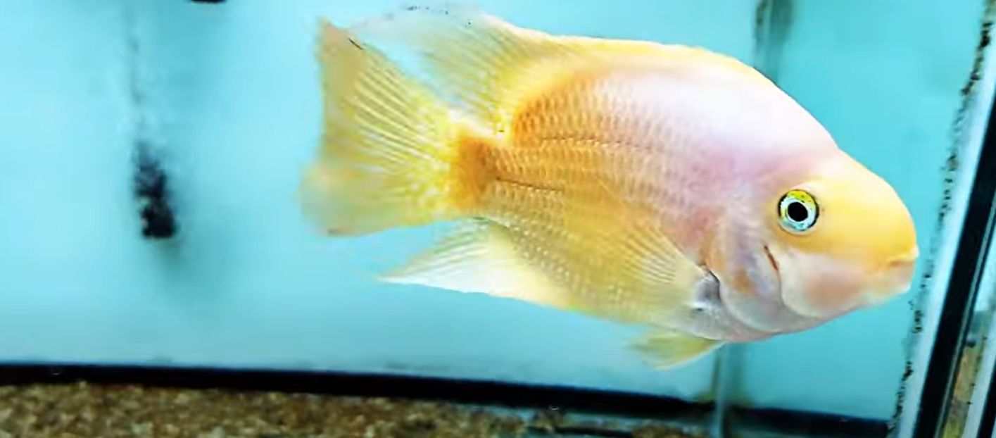 Yellow/Orange Parrot Cichlid