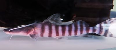 Tigrinus Catfish - (Brachyplatystoma tigrinum)