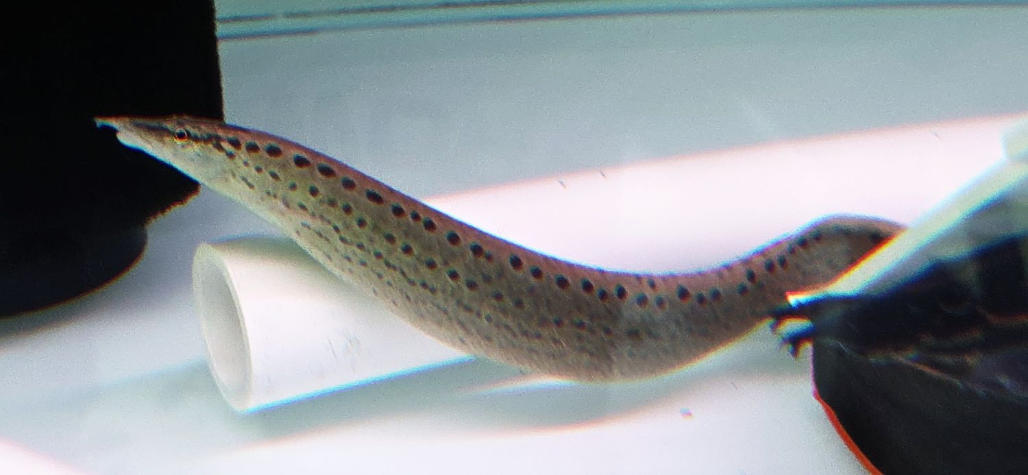 Black Spotted Eel - (Mastacembelus dayi)