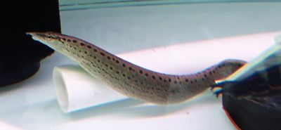 Black Spotted Eel - (Mastacembelus dayi)