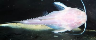 Albino Granulated Catfish - (Pterodoras granulosus)