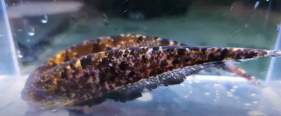 Clouded Ghost Knifefish - (Adontosternarchus nebulosus)