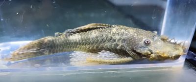 Peru Ancistrus - Unkown Species