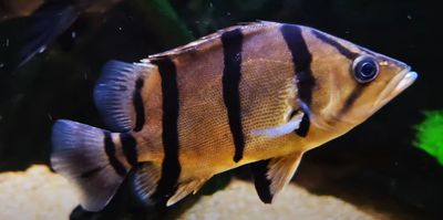 Mekong Tiger Perch/NTT Datnoid - (Datnioides Undecimradiatus)