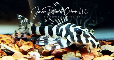 L134 Leopard Frog Pleco - (Peckoltia compta)