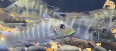 Retroculus Acherontos