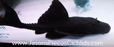L155 Lyre Tail Pleco - (Acanthicus hystrix)