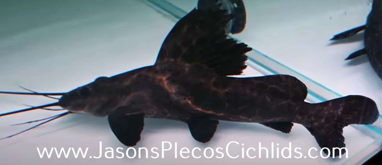 Sailfin Marbled Catfish - (Leiarius pictus)
