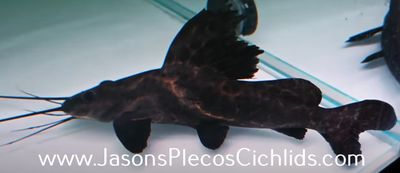 Sailfin Marbled Catfish - (Leiarius pictus)
