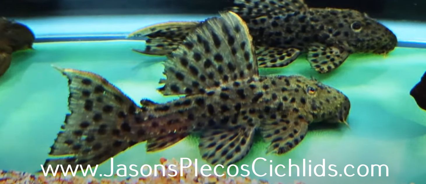 L160 Spiny Monster Pleco/Coffee and Cream Cactus Pleco - (Pseudacanthicus spinosus)