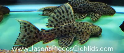 L160 Spiny Monster Pleco/Coffee and Cream Cactus Pleco - (Pseudacanthicus spinosus)