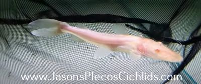 Albino Tiger Shovelnose Catfish - (Pseudoplatystoma fasciatum)