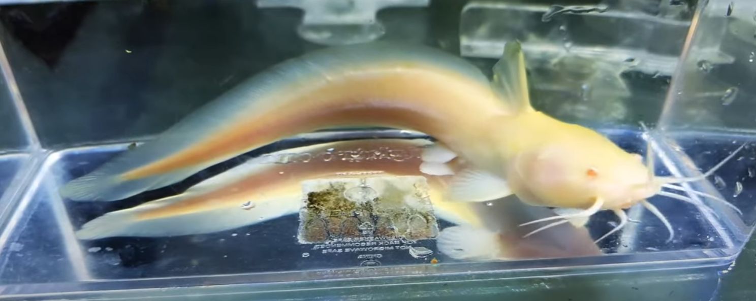 Albino Plotosus Canius