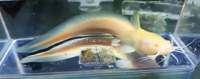 Albino Plotosus Canius