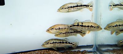 Cobra Snakeskin Peacock Bass - (Hybrid Peacock Bass)