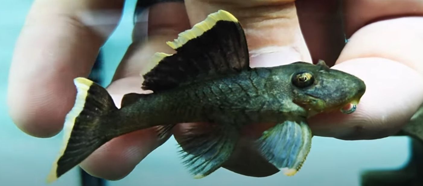 L047 Magnum Pleco - (Baryancistrus chrysolomus)
