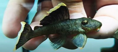 L047 Magnum Pleco - (Baryancistrus chrysolomus)