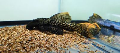 L273 Titanicus Pleco - (Pseudacanthicus sp.)