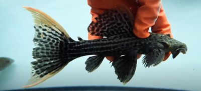 L025 Scarlet Cactus Pleco - (Pseudacanthicus pirarara)