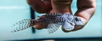 L333 King Tiger Pleco/Maze Zebra Pleco - (Hypancistrus Seideli)