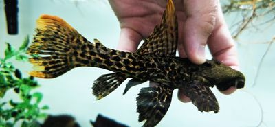 L273 Titanicus Pleco - (Pseudacanthicus sp.)