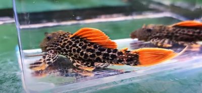 L600/LDA073 Leopard Cactus Pleco - (Pseudacanthicus leopardus)