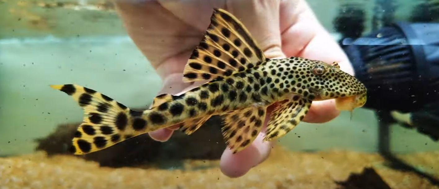 L075 Para Pleco - (Peckoltia sabaji)