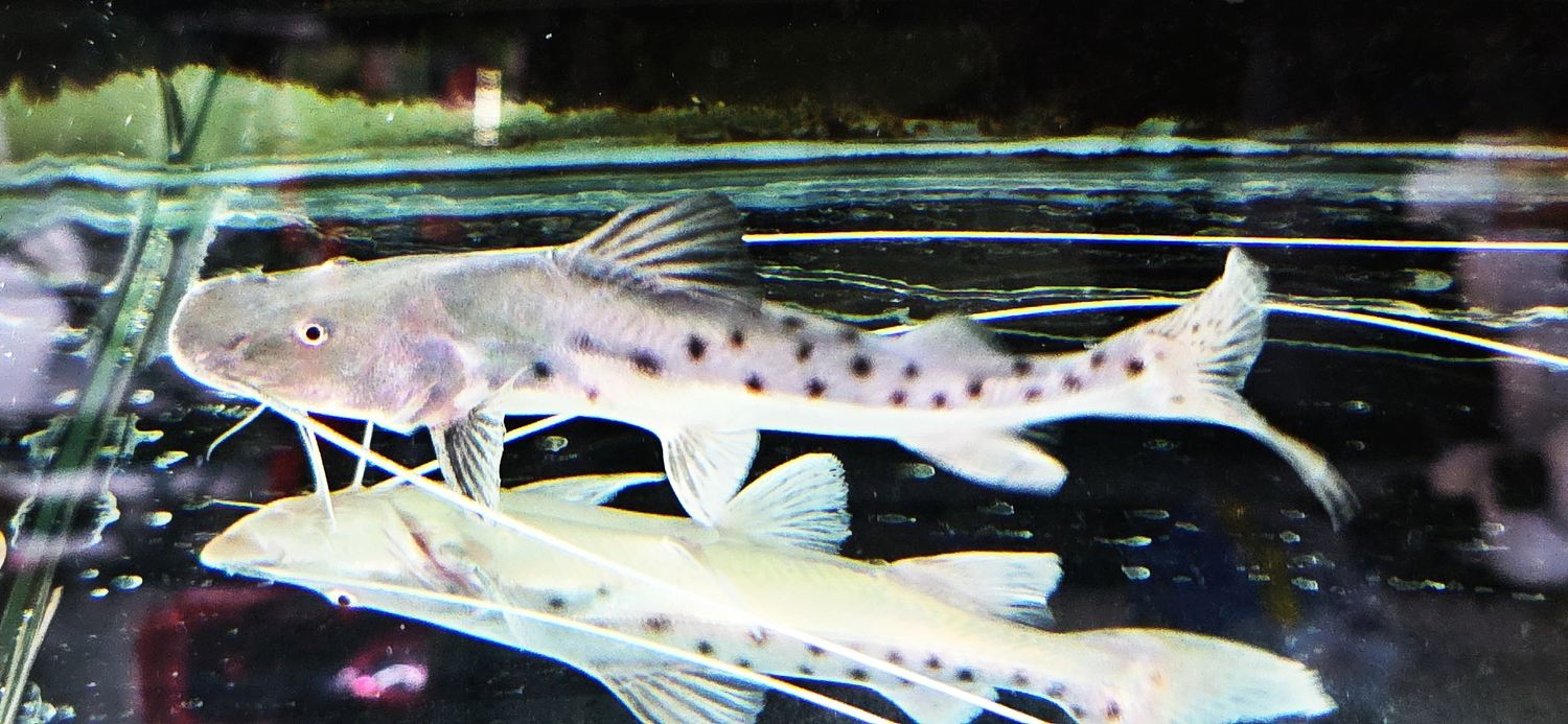 Piraiba Catfish - (Brachyplatystoma filamentosum)