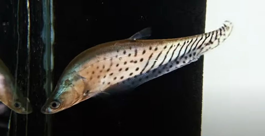 Royal Clown Knifefish - (Chitala blanci)